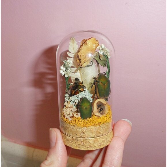 June Bug Sitting In Pinecone Throne Oddity Jar curiosity dome insect taxidermy - Picture 8 of 14